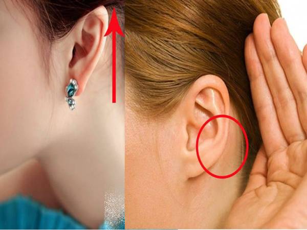 Tai dơi là gì? Đặc điểm nhận dạng