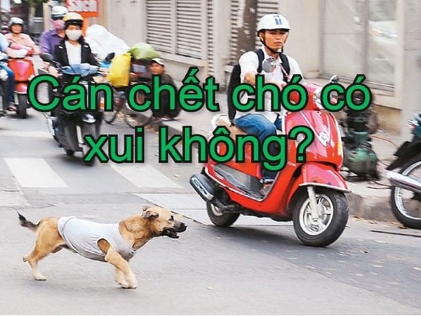 Đâm vào chó, cán chết chó có xui không?