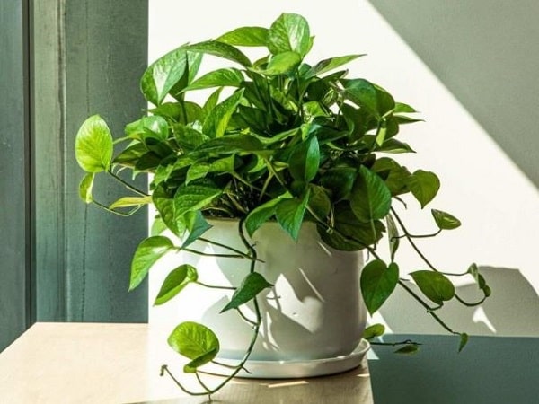 cây trầu bà là gợi ý tuổi Mão nên đặt cây gì trong nhà