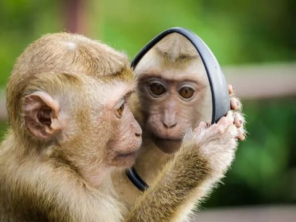 Khỉ đến nhà điềm gì theo từng vị trí