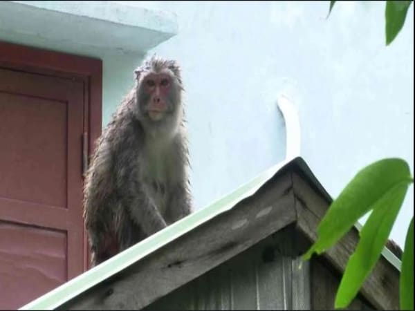 Khỉ trong văn hóa tâm linh: Loài vật thông minh và nghịch ngợm