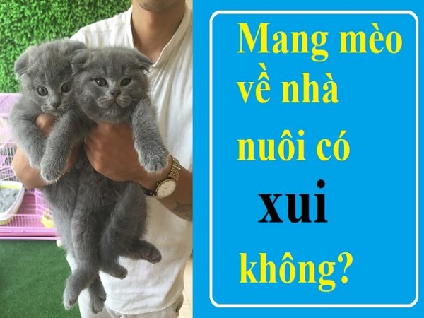 Quan niệm dân gian về việc nuôi mèo