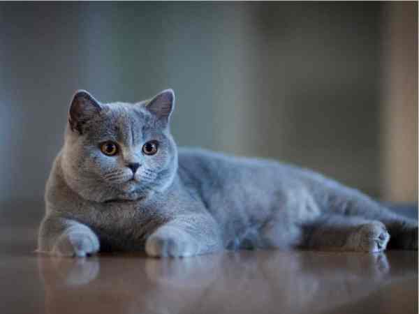 mèo xám vào nhà là điềm gì