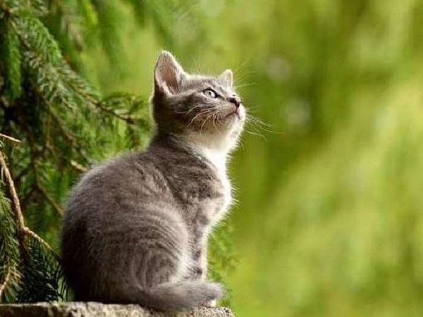 Đặc điểm tính cách người tuổi Mão và ý nghĩa phong thủy cây cảnh