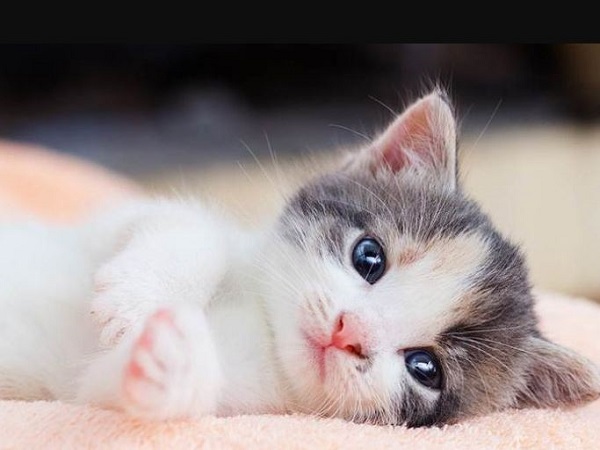 Tuổi Mão và bản mệnh trong phong thủy