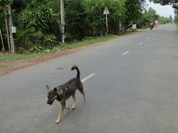 Ý nghĩa tâm linh của loài chó trong dân gian