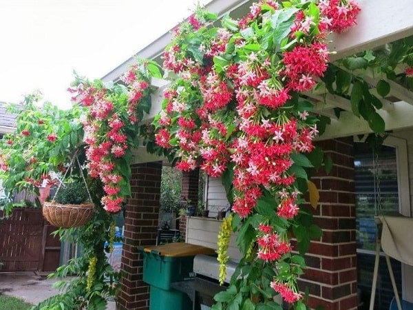 Ý nghĩa phong thủy của cây leo trong nhà