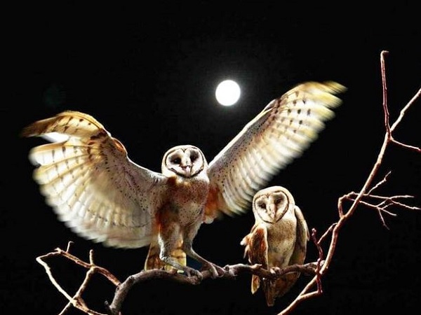 Chim lợn trong quan niệm dân gian