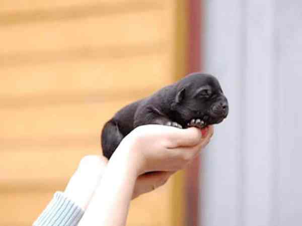 Chó đẻ một con – điềm xui hay may? Chó đẻ một con – điềm xui hay may?