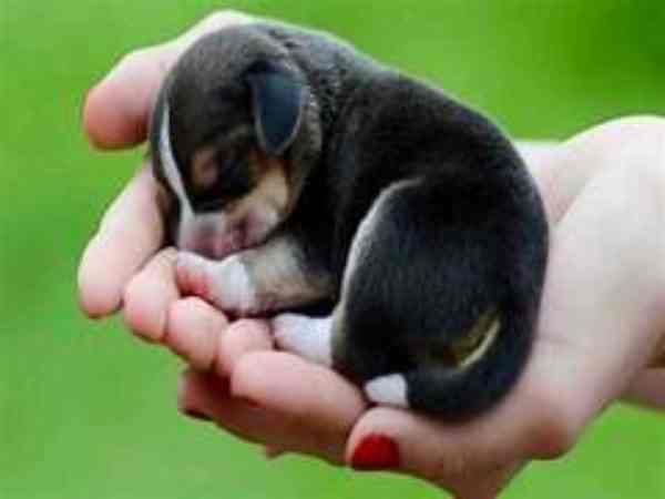 Chó đẻ một con