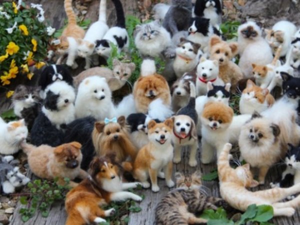 Mơ thấy đàn chó con có ý nghĩa sâu xa gì?