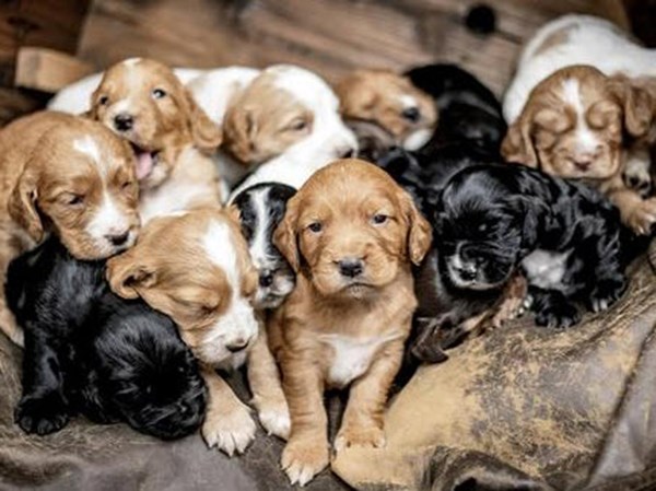 Mơ thấy đàn chó con có ý nghĩa sâu xa gì?