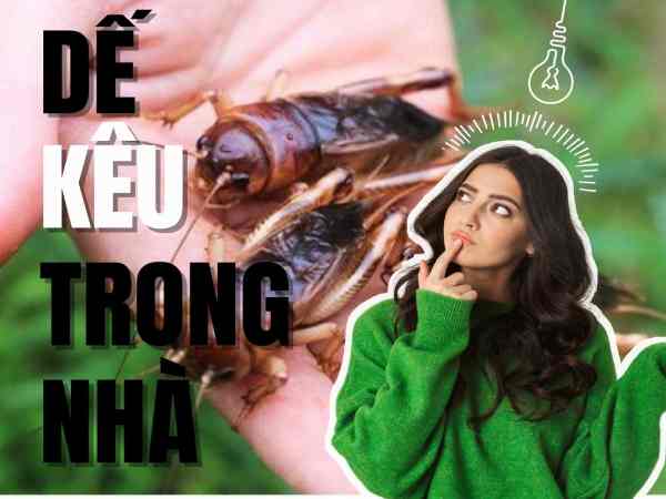 Dế kêu trong nhà