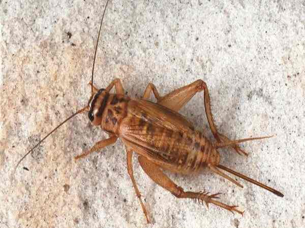 Hiện tượng dế kêu trong nhà là điềm báo gì? Hiện tượng dế kêu trong nhà là điềm báo gì?