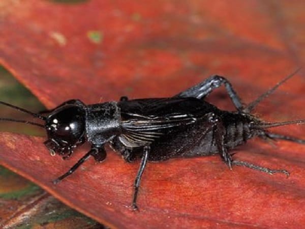 Dế đen là loài vật gì?