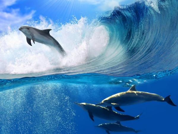 Nằm mơ thấy cá heo là điềm gì?