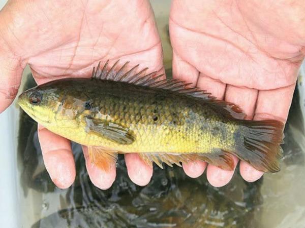 Nằm mơ thấy bắt được cá rô đồng