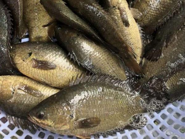 Ngủ mê thấy đàn cá rô đồng