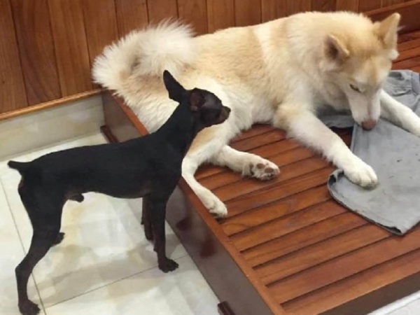 Mơ thấy chó vàng vào nhà, chó đen vào nhà có điềm gì