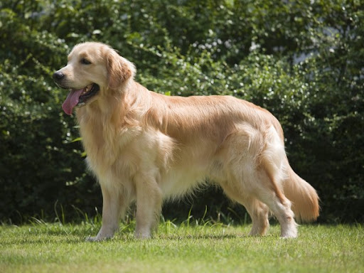 Nằm mơ thấy chó vàng là điềm gì, có số nào vượng phát?