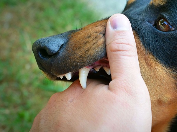 Nằm mơ thấy bị chó cắn tay có ý nghĩa gì, tốt hay xấu?