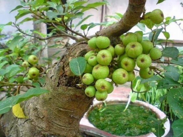 Giải mã chi tiết các giấc mơ thấy cây sung