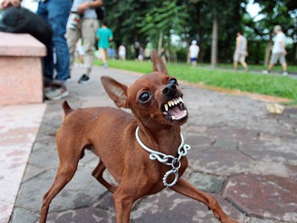 Nằm mơ thấy chó đuổi cắn là điềm gì, chọn con gì giải xui?