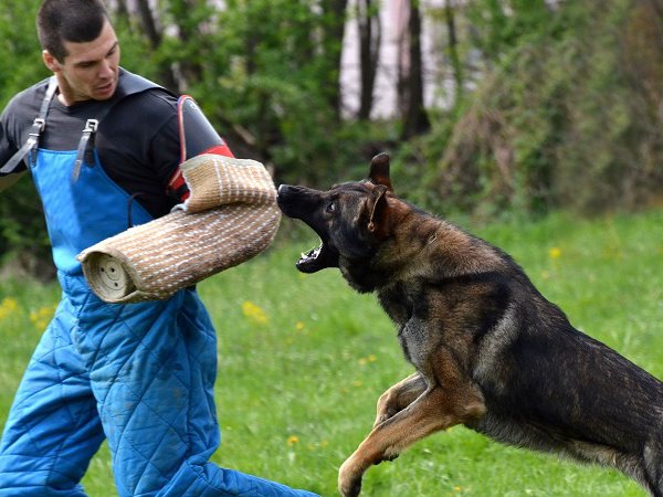 Nằm mơ thấy chó đuổi cắn là điềm gì, chọn con gì giải xui?