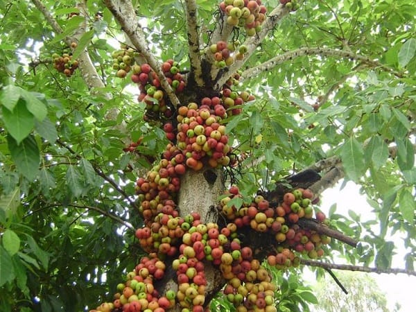 Nằm mơ thấy cây sung có ý nghĩa gì?