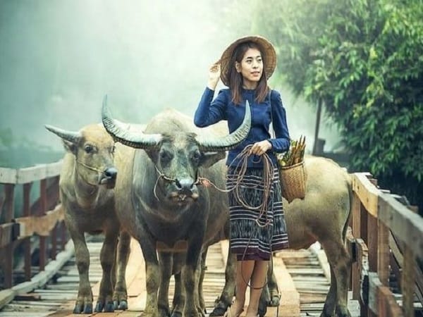 Chiêm bao thấy dắt trâu đi cày ruộng