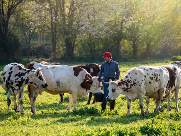 Nằm mơ thấy con bò là điềm gì có con gì lộc phát