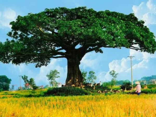 Mơ thấy đứng dưới cây cổ thụ rất to Mơ thấy đứng dưới cây cổ thụ rất to