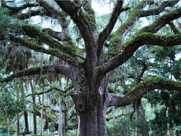 Mơ thấy cây cổ thụ rất to có ý nghĩa gì, số nào lộc lá?