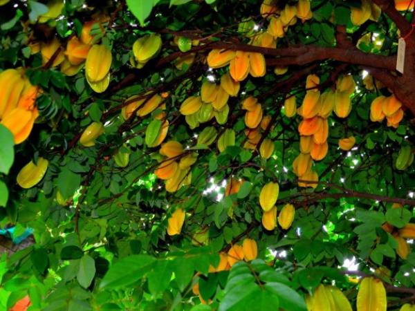 Nằm mơ thấy cây khế là điềm gì?