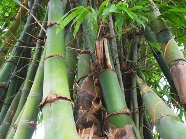 Ý nghĩa chung khi nằm mơ thấy cây tre