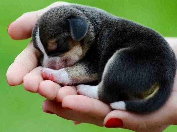 Nằm mơ thấy chó con màu đen là tốt hay xấu?