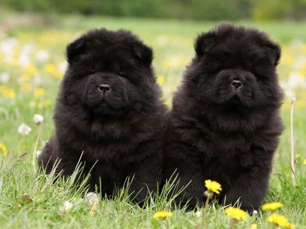 Giải mã từng trường hợp nằm mơ thấy chó con màu đen