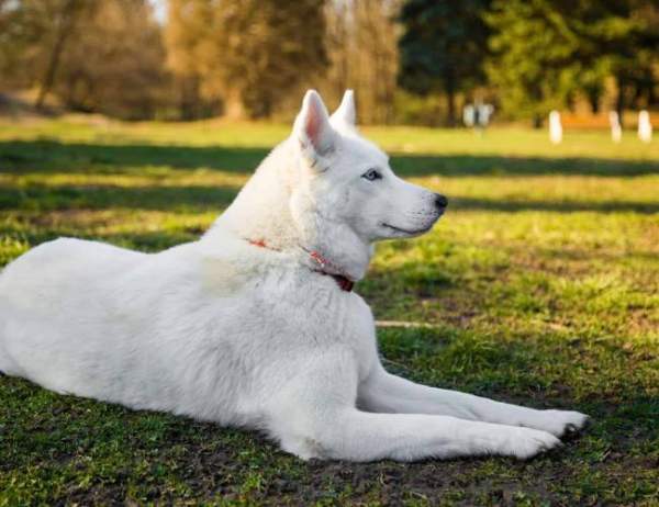 Lý giải nằm mơ thấy chó trắng là điềm gì, có nên lo lắng?