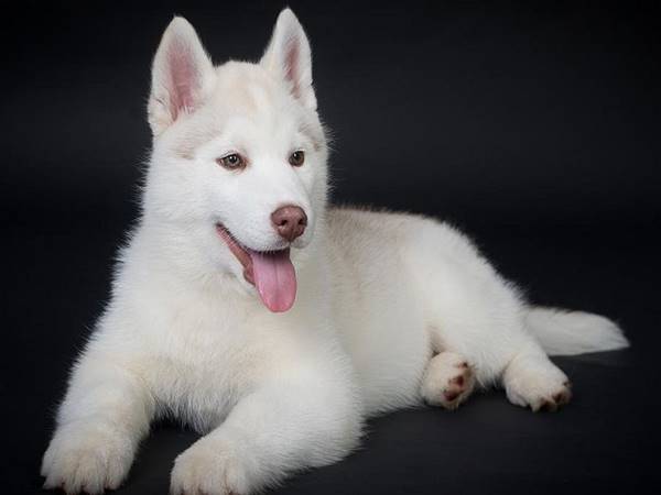 Nằm mê thấy chó trắng vào nhà