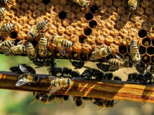 Nằm mơ thấy ong mật là điềm gì may mắn hay xui xẻo Nằm mơ thấy ong mật là điềm gì may mắn hay xui xẻo