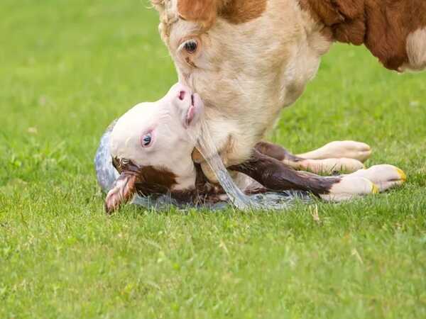 Nằm mơ thấy con bò là điềm gì có con gì lộc phát