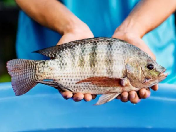Cá rô phi số mấy? Ý nghĩa cá rô phi trong dân gian và phong thủy