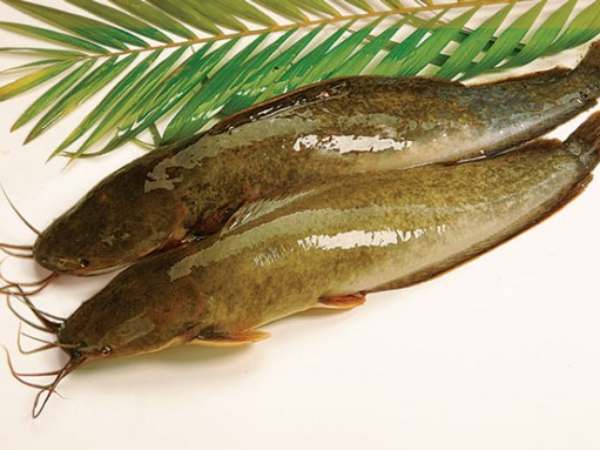 Tìm hiểu cá trê số mấy – số đẹp thu hút vận may và tài lộc