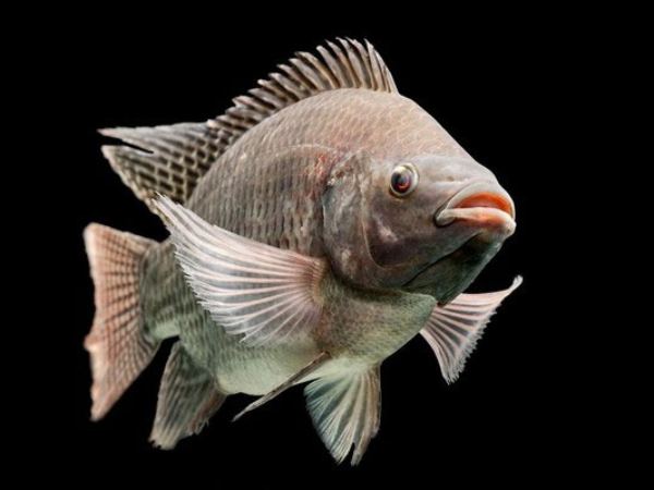 Cá rô phi số mấy theo giấc mơ