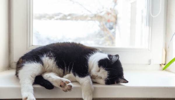 Mơ thấy mèo chết trong nhà