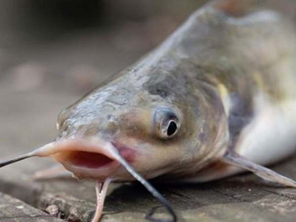 Ý nghĩa phong thủy và biểu tượng của cá trê